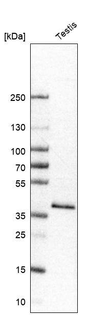 Glycogenin 1 Antibody - BSA Free Western Blot: Glycogenin 1 Antibody - BSA Free [NBP1-89723]