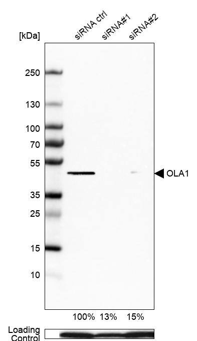 GTPBP9 Antibody - BSA Free Western Blot: GTPBP9 Antibody - BSA Free [NBP1-89725]