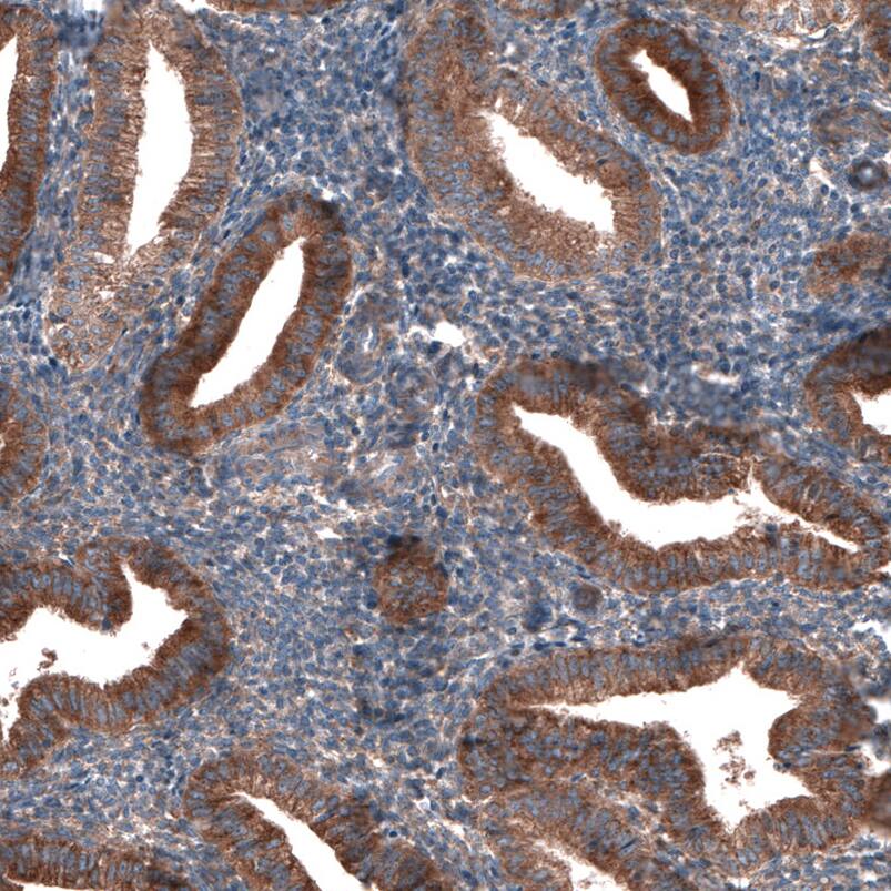 GTPBP9 Antibody - BSA Free Immunohistochemistry-Paraffin: GTPBP9 Antibody - BSA Free [NBP1-89725]