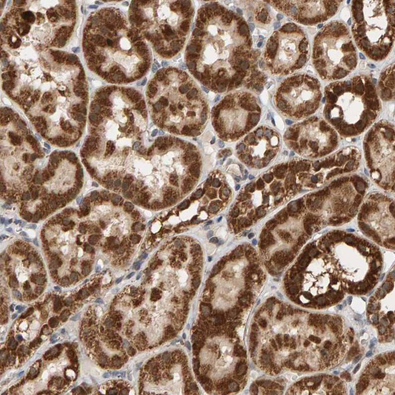 Glutathione S Transferase kappa 1 Antibody - BSA Free Immunohistochemistry-Paraffin: Glutathione S Transferase kappa 1 Antibody - BSA Free [NBP1-89726]