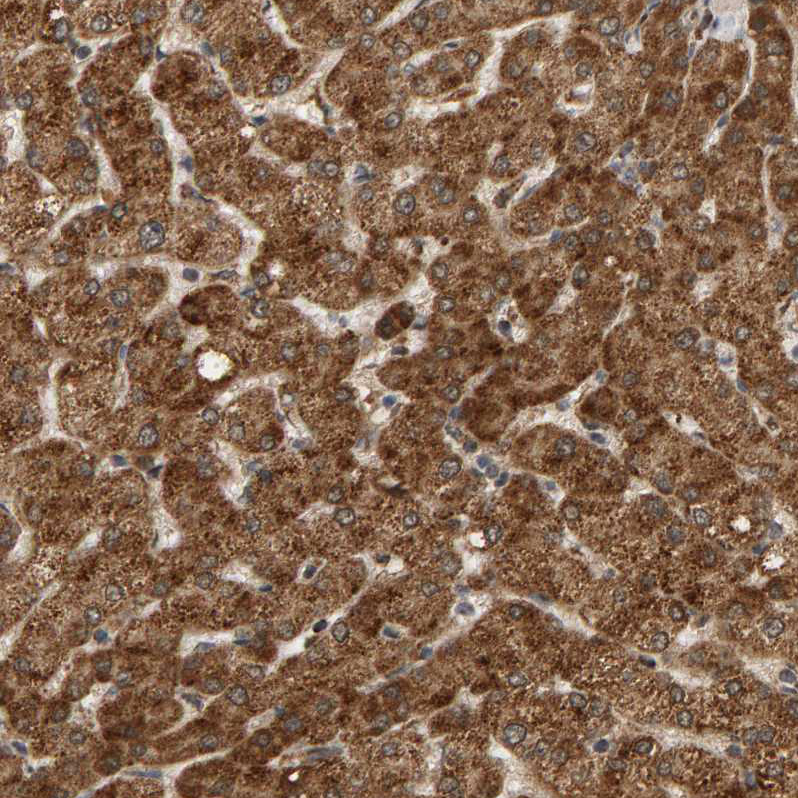 Glutathione S Transferase kappa 1 Antibody - BSA Free Immunohistochemistry-Paraffin: Glutathione S Transferase kappa 1 Antibody - BSA Free [NBP1-89726]