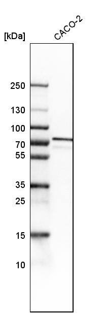 GRP75/HSPA9B/Mortalin Antibody - BSA Free Western Blot: GRP75/HSPA9B/Mortalin Antibody - BSA Free [NBP1-89729]