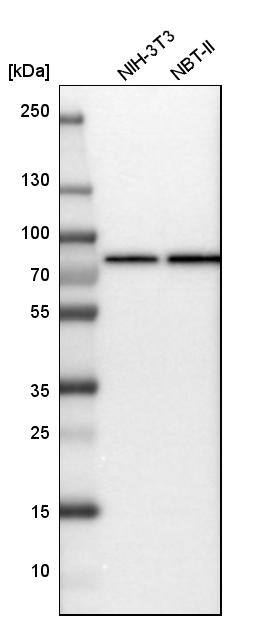GRP75/HSPA9B/Mortalin Antibody - BSA Free Western Blot: GRP75/HSPA9B/Mortalin Antibody - BSA Free [NBP1-89729]