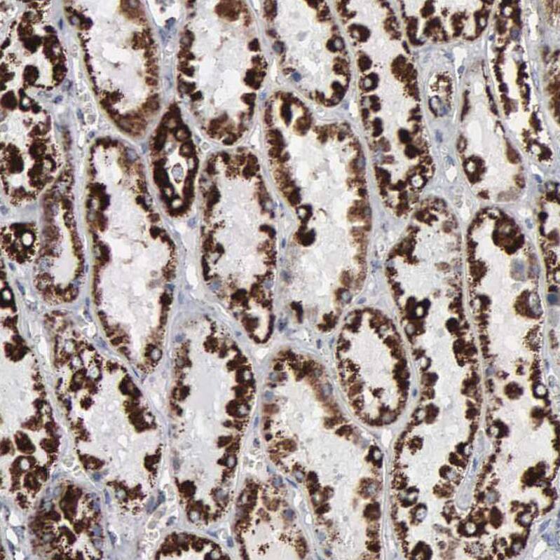 GRP75/HSPA9B/Mortalin Antibody - BSA Free Immunohistochemistry-Paraffin: GRP75/HSPA9B/Mortalin Antibody - BSA Free [NBP1-89729]