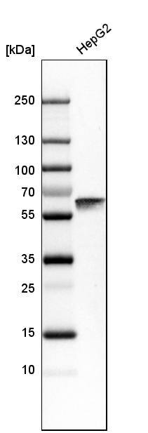 HSP60 Antibody - BSA Free Western Blot: HSP60 Antibody - BSA Free [NBP1-89730]