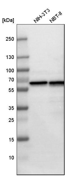 HSP60 Antibody - BSA Free Western Blot: HSP60 Antibody - BSA Free [NBP1-89730]