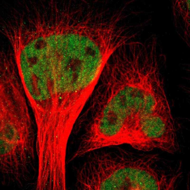 CEBP gamma Antibody - BSA Free Immunocytochemistry/ Immunofluorescence: CEBP gamma Antibody [NBP1-89742]