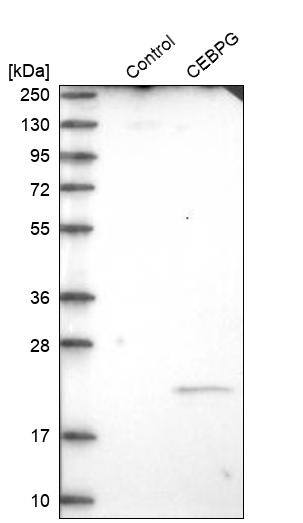 CEBP gamma Antibody - BSA Free Western Blot: CEBP gamma Antibody - BSA Free [NBP1-89742]