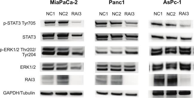 GPRC5A/RAI3 Antibody
