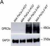GPRC5A/RAI3 Antibody