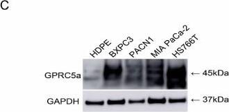 GPRC5A/RAI3 Antibody