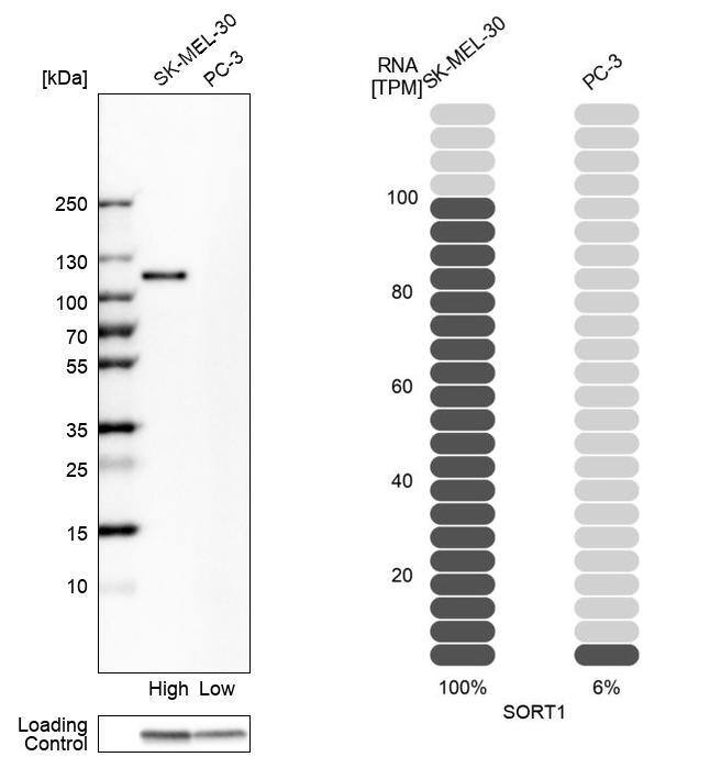 Sortilin Antibody - BSA Free Western Blot: Sortilin Antibody - BSA Free [NBP1-89745]