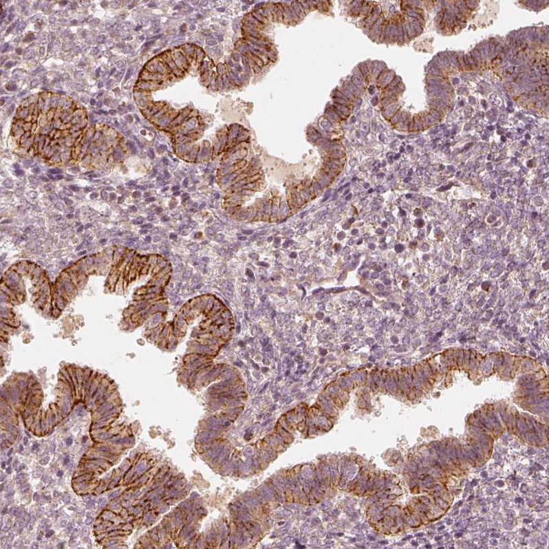GRASP55 Antibody - BSA Free Immunohistochemistry-Paraffin: GRASP55 Antibody - BSA Free [NBP1-89747]
