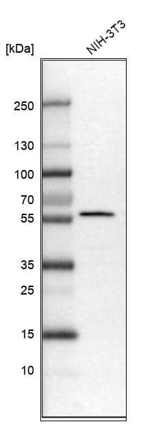 GRASP55 Antibody - BSA Free Western Blot: GRASP55 Antibody - BSA Free [NBP1-89747]