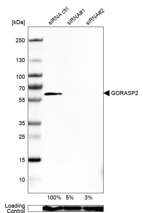 GRASP55 Antibody - BSA Free Western Blot: GRASP55 Antibody - BSA Free [NBP1-89747]