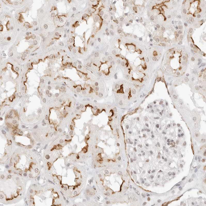 G protein alpha Antibody - BSA Free Immunohistochemistry-Paraffin: G protein alpha Antibody - BSA Free [NBP1-89753]