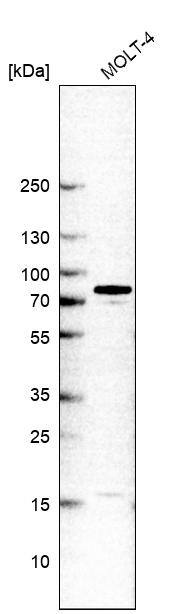 G protein alpha Antibody - BSA Free Western Blot: G protein alpha Antibody - BSA Free [NBP1-89753]