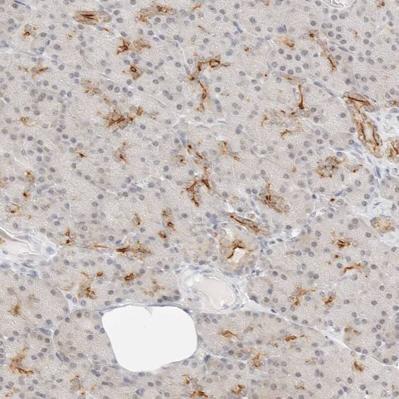 G protein alpha Antibody - BSA Free Immunohistochemistry-Paraffin: G protein alpha Antibody - BSA Free [NBP1-89753]