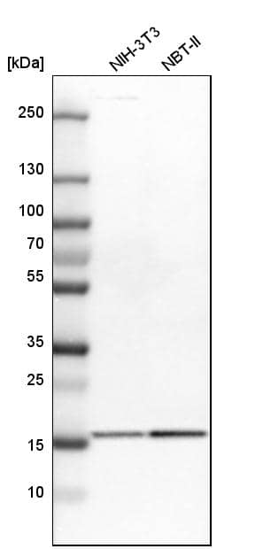 GMF-beta Antibody - BSA Free Western Blot: GMF-beta Antibody - BSA Free [NBP1-89755]