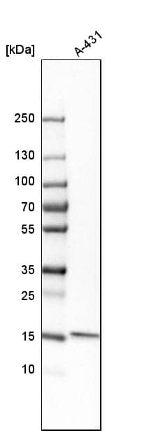 GMF-beta Antibody - BSA Free Western Blot: GMF-beta Antibody - BSA Free [NBP1-89755]