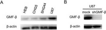 GMF-beta Antibody