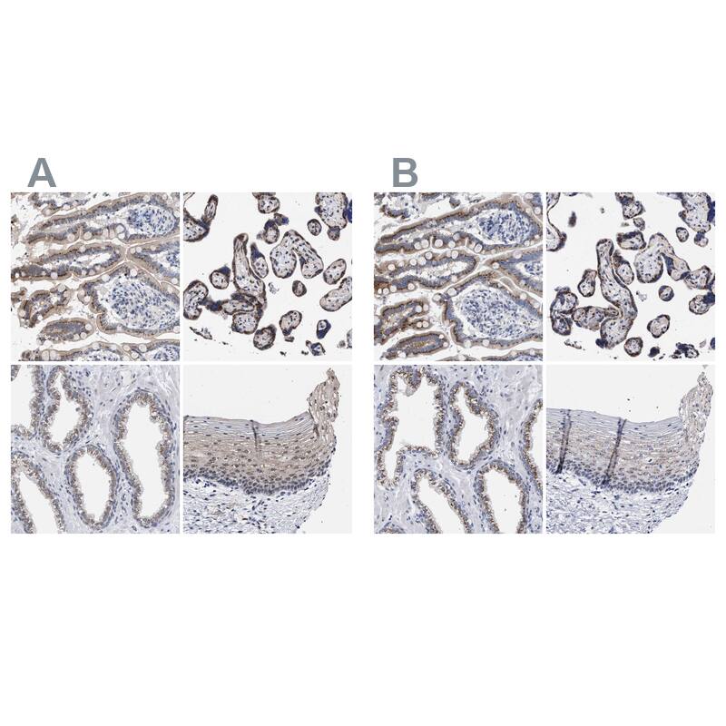 GM130/GOLGA2 Antibody - BSA Free Immunohistochemistry-Paraffin: GM130/GOLGA2 Antibody - BSA Free [NBP1-89756]
