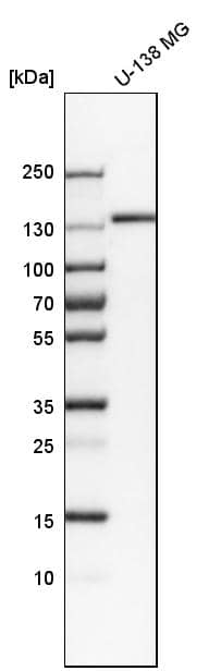 GM130/GOLGA2 Antibody - BSA Free Western Blot: GM130/GOLGA2 Antibody - BSA Free [NBP1-89757]