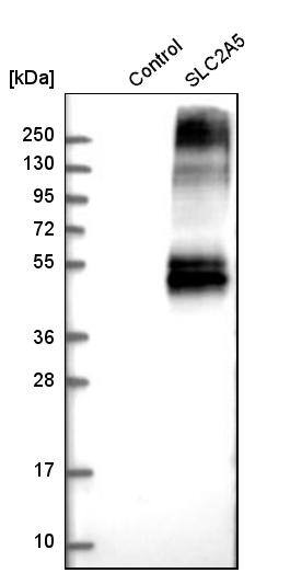Glut5 Antibody - BSA Free Western Blot: Glut5 Antibody - BSA Free [NBP1-89761]