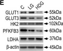 Glut3 Antibody - BSA Free