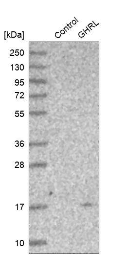Ghrelin/Obestatin Antibody - BSA Free Western Blot: Ghrelin/Obestatin Antibody - BSA Free [NBP1-89773]