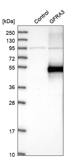 GFR alpha-3/GDNF R alpha-3 Antibody - BSA Free Western Blot: GFR alpha-3/GDNF R alpha-3 Antibody - BSA Free [NBP1-89774]
