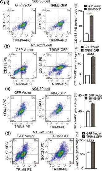 TRIM8 Antibody