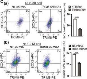 TRIM8 Antibody