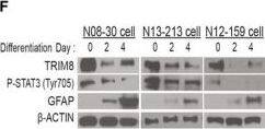 TRIM8 Antibody