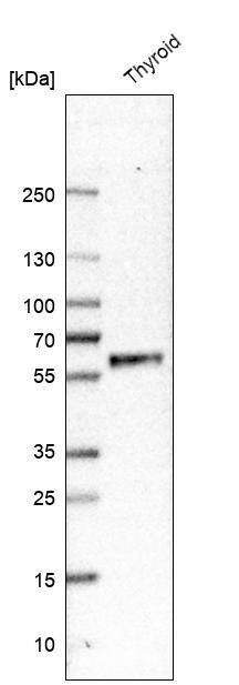 GFR alpha-2/GDNF R alpha-2 Antibody - BSA Free Western Blot: GFR alpha-2/GDNF R alpha-2 Antibody - BSA Free [NBP1-89778]