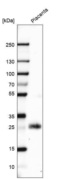 PP14/Glycodelin Antibody - BSA Free Western Blot: PP14/Glycodelin Antibody - BSA Free [NBP1-89782]