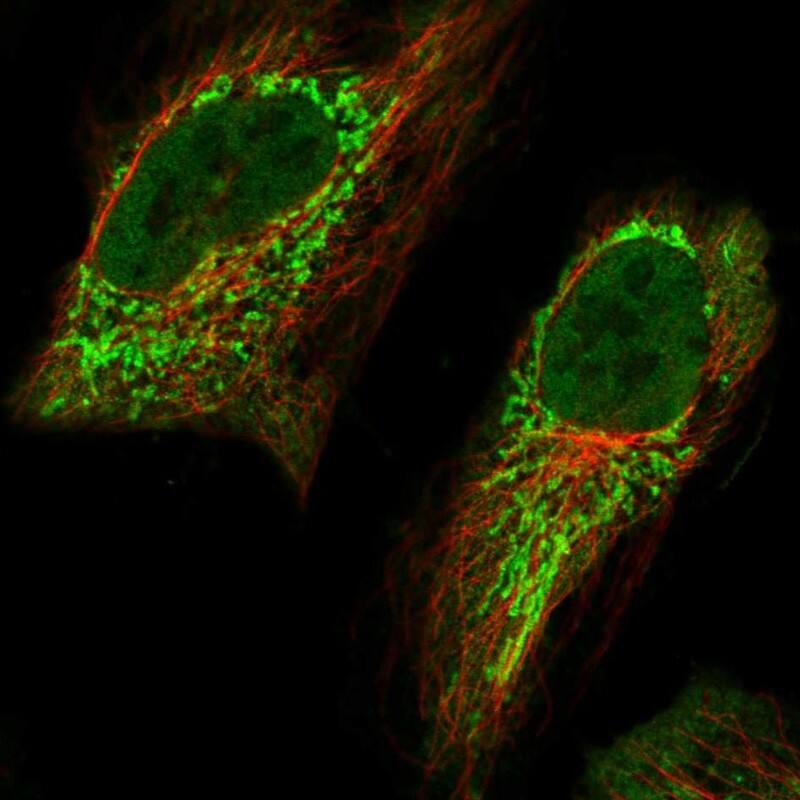Aminomethyltransferase Antibody - BSA Free Immunocytochemistry/ Immunofluorescence: Aminomethyltransferase Antibody [NBP1-89783]