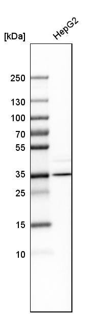 Aminomethyltransferase Antibody - BSA Free Western Blot: Aminomethyltransferase Antibody - BSA Free [NBP1-89783]