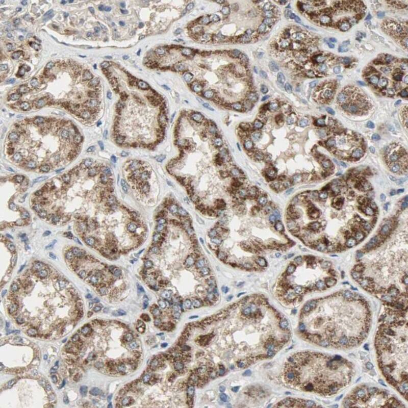 Aminomethyltransferase Antibody - BSA Free Immunohistochemistry-Paraffin: Aminomethyltransferase Antibody - BSA Free [NBP1-89783]
