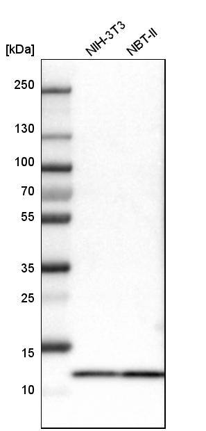 Myotrophin Antibody - BSA Free Western Blot: Myotrophin Antibody - BSA Free [NBP1-89787]