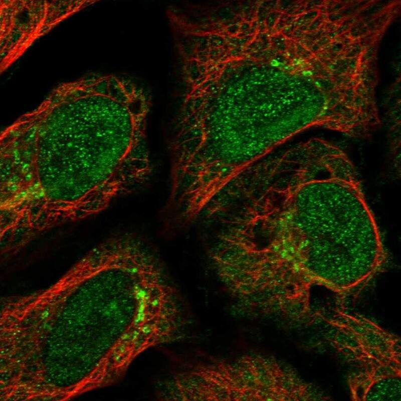 GCC185 Antibody - BSA Free Immunocytochemistry/ Immunofluorescence: GCC185 Antibody [NBP1-89788]
