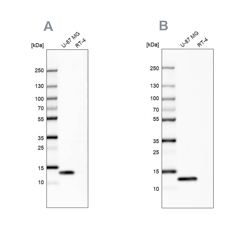 Galectin-1 Antibody - BSA Free Western Blot: Galectin-1 Antibody - BSA Free [NBP1-89791]