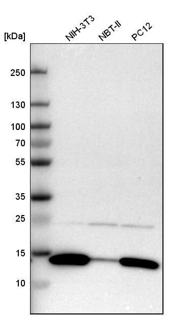 Galectin-1 Antibody - BSA Free Western Blot: Galectin-1 Antibody - BSA Free [NBP1-89791]
