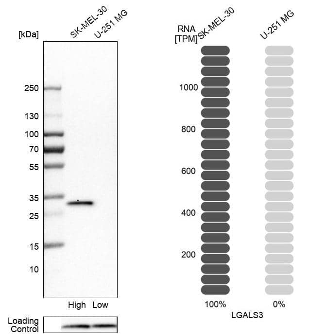 Galectin-3 Antibody - BSA Free Western Blot: Galectin-3 Antibody - BSA Free [NBP1-89795]