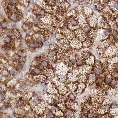 alpha-Galactosidase A/GLA Antibody - BSA Free Immunohistochemistry-Paraffin: alpha-Galactosidase A/GLA Antibody - BSA Free [NBP1-89796]
