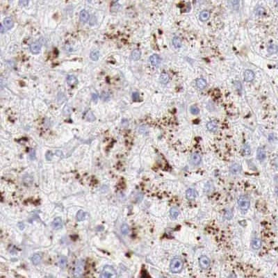 alpha-Galactosidase A/GLA Antibody - BSA Free Immunohistochemistry-Paraffin: alpha-Galactosidase A/GLA Antibody - BSA Free [NBP1-89796]