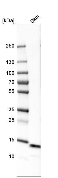 Galectin-7 Antibody - BSA Free Western Blot: Galectin-7 Antibody - BSA Free [NBP1-89798]