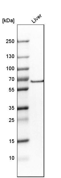 GAT-1/SLC6A1 Antibody - BSA Free Western Blot: GAT-1/SLC6A1 Antibody - BSA Free [NBP1-89802]