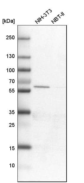 GAT-1/SLC6A1 Antibody - BSA Free Western Blot: GAT-1/SLC6A1 Antibody - BSA Free [NBP1-89802]