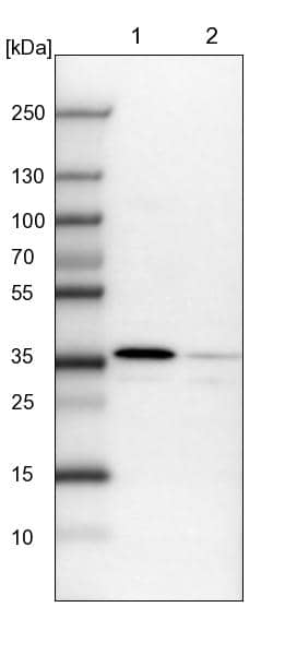 FUS2 Antibody - BSA Free Western Blot: FUS2 Antibody - BSA Free [NBP1-89812]